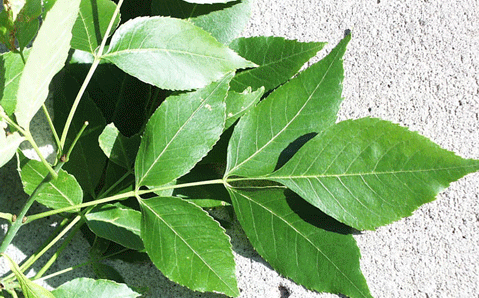 green ash leaf