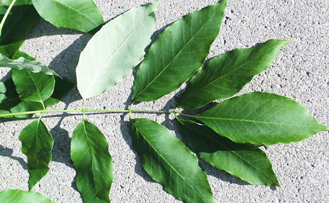 white ash leaf